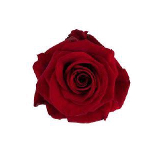 R Gr Red Evolution Red 50cm EC