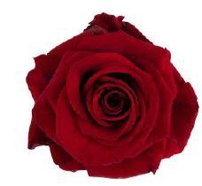 <h4>R Gr Red Evolution Red 50cm EC</h4>