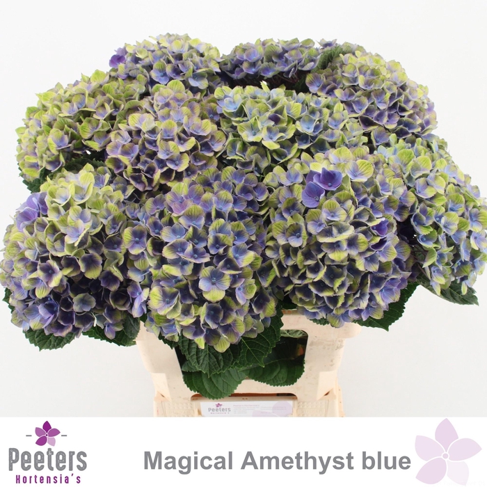 <h4>HYDR M MAG AMETHYST</h4>