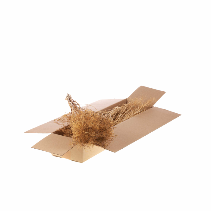 <h4>Bupleurum Open 55cm Sb Natural</h4>