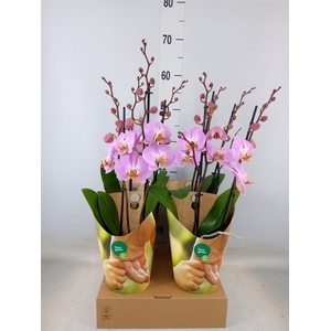 Phalaenopsis   ...rose