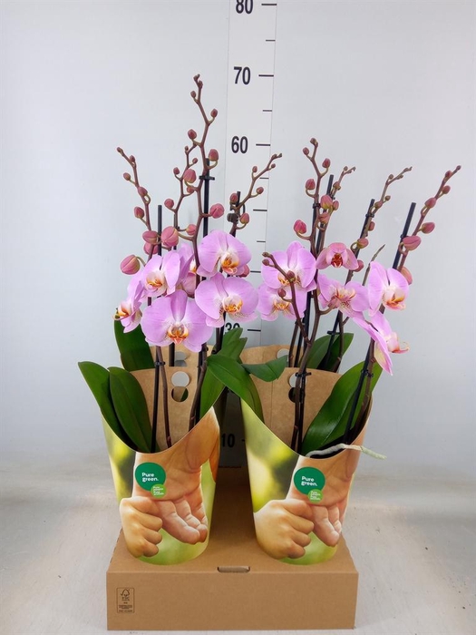 <h4>Phalaenopsis   ...rose</h4>