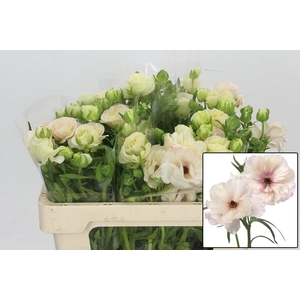 RAN BUTTERFL ARIADNE