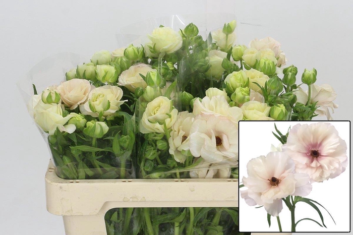 <h4>RAN BUTTERFL ARIADNE</h4>