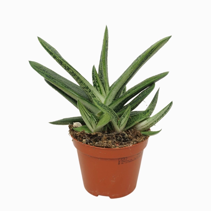 <h4>Gasteria 'Little Warty'</h4>