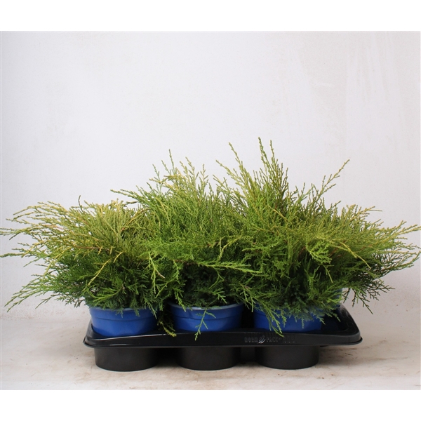 <h4>Juniperus x pfitzeriana 'Old Gold'</h4>