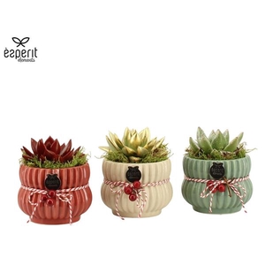 Arrangementen Kerst 6%