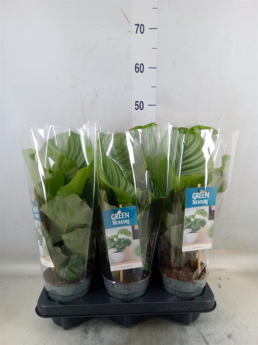 <h4>Calathea orbifolia</h4>