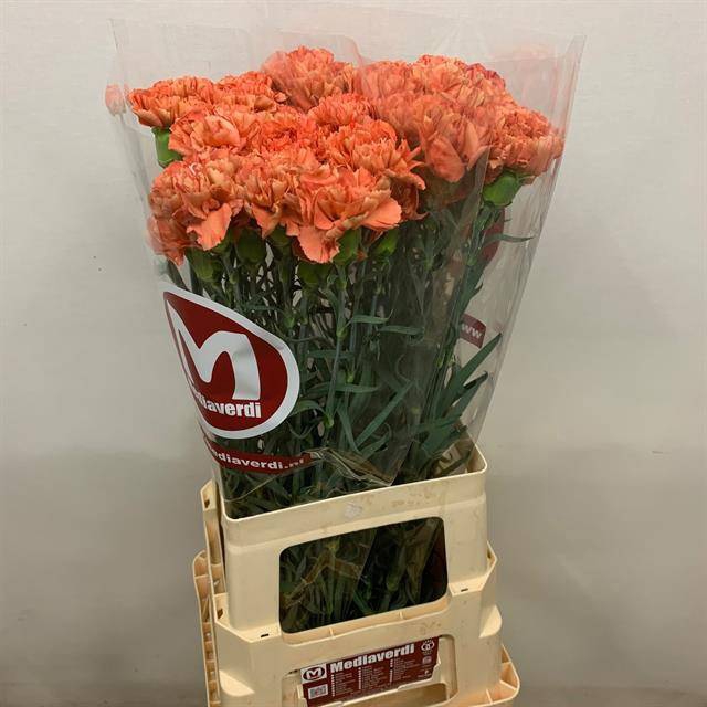 <h4>Dianthus st Orange Fox</h4>