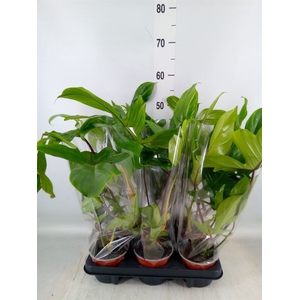 Philodendron   ...