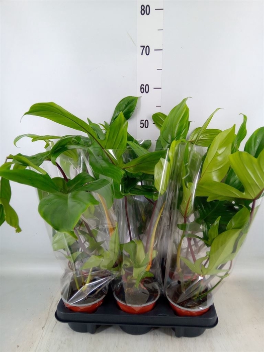 <h4>Philodendron   ...</h4>