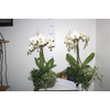 Arr Orchidee Umbrella 3 Tak + Hed/ficu In Keramiek