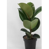 FICUS ELASTICA CLOE P17