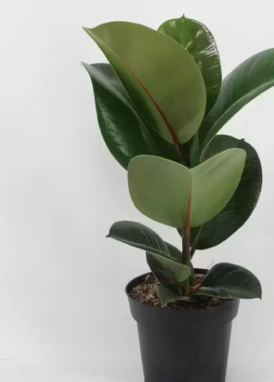 FICUS ELASTICA CLOE P17