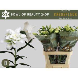 LI OR DU BO OF BEAUT 2+