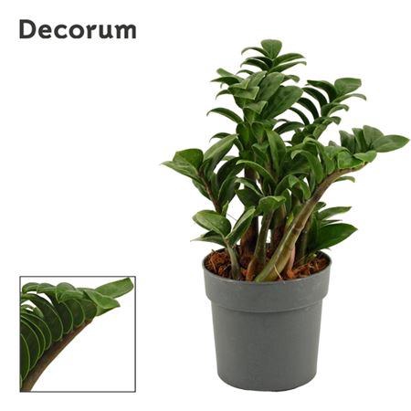 <h4>Zamioculcas Zenzi 3+</h4>