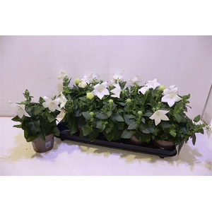 Platyco Gr Astra Whi