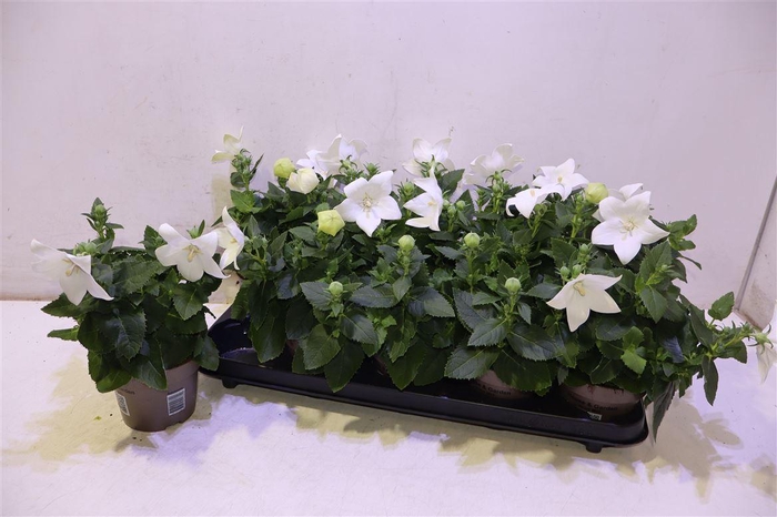 <h4>Platyco Gr Astra Whi</h4>