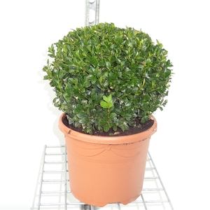 Buxus sempervirens bol 20/22