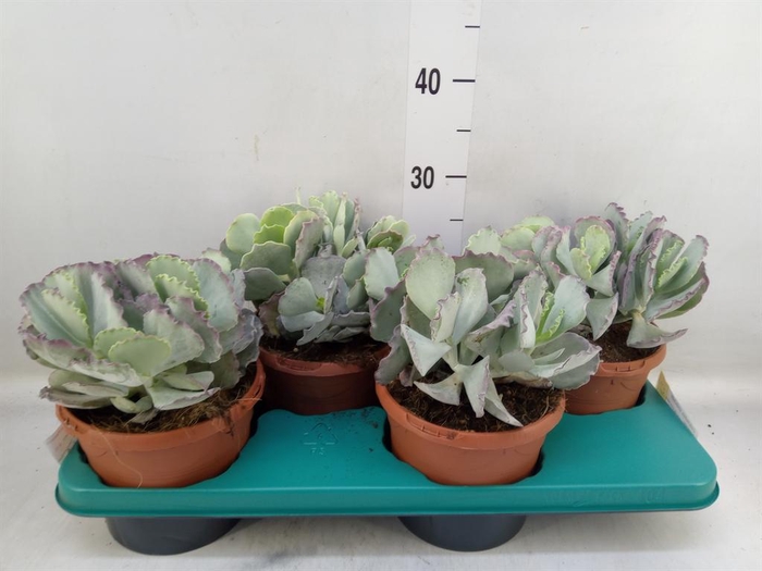 <h4>Cotyledon undulata</h4>