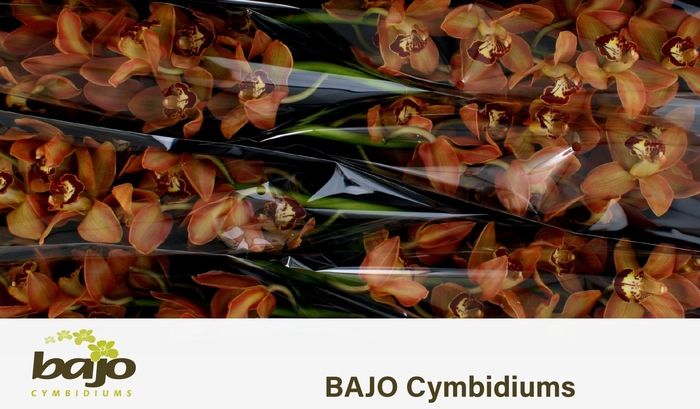<h4>CYMB T CHARLY BROWN</h4>