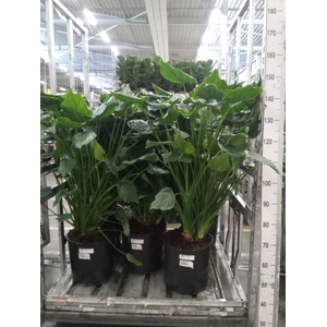 Alocasia cucullata