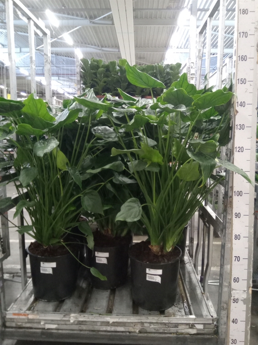 <h4>Alocasia cucullata</h4>