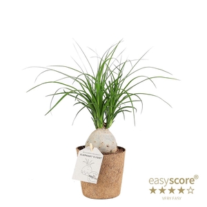 BEAUCARNEA RECURVATA P11 COCOZ