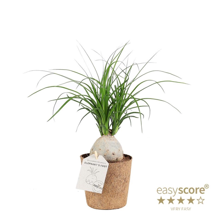 <h4>BEAUCARNEA RECURVATA P11 COCOZ</h4>