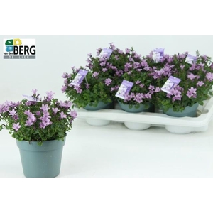 CAMP PORTENSCHLAGIAN