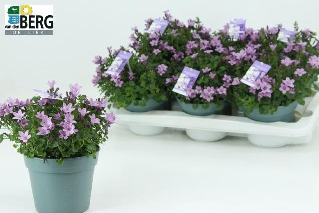 <h4>CAMP PORTENSCHLAGIAN</h4>