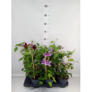 Clematis  'Boulevard'   ...mix
