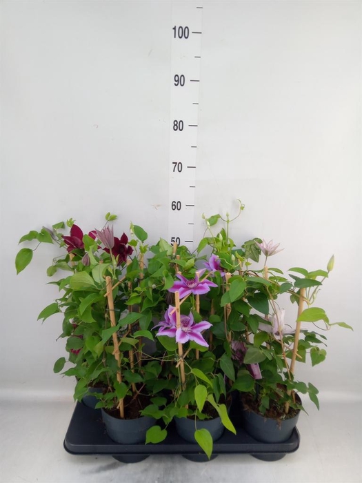 <h4>Clematis  'Boulevard'   ...mix</h4>