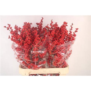 Ilex Verticilata Red