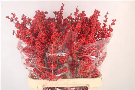 <h4>Ilex Verticilata Red</h4>