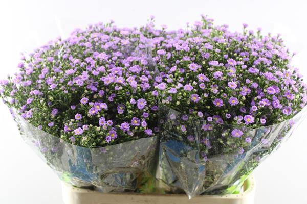 <h4>Aster Tiny Pink</h4>