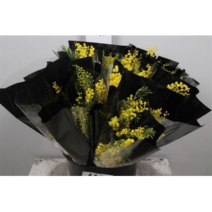 Acacia Mirandol Extra 150gr