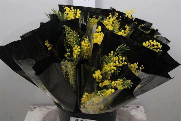 <h4>Acacia Mirandol Extra 150gr</h4>