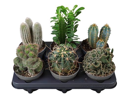 CACTACEAE p12 mix