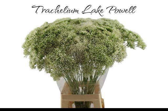 <h4>Trach Lake Powell</h4>