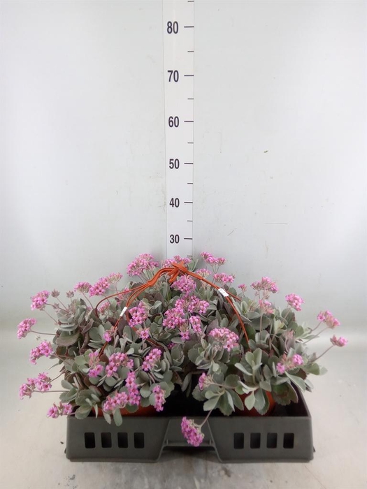 <h4>Kalanchoe NF pumila</h4>