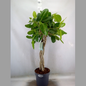 Ficus benghalensis 'Audrey'