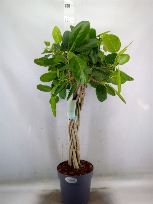 <h4>Ficus benghalensis 'Audrey'</h4>