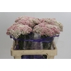 Ozothamnus Cooks Tall Pink