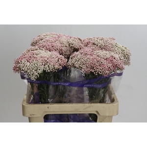 Ozothamnus Cooks Tall Pink