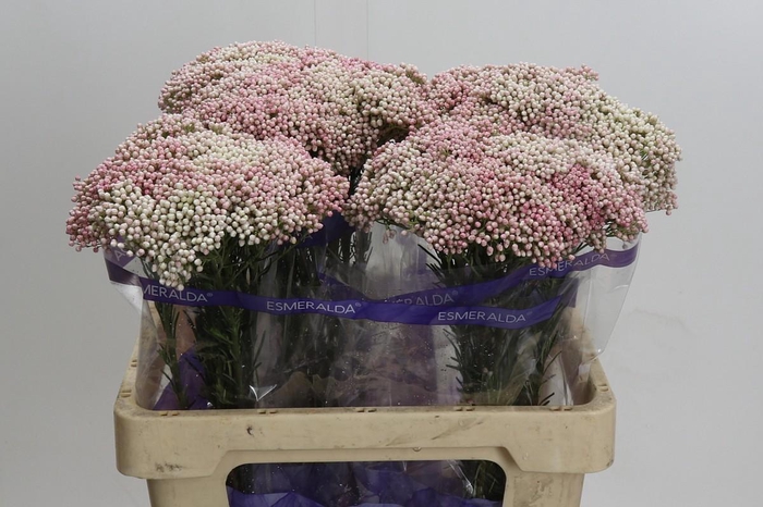Ozothamnus Cooks Tall Pink