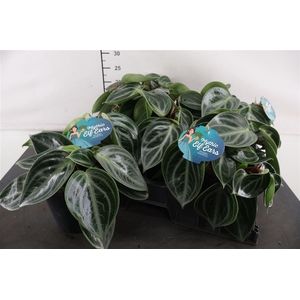 Peperomia 15 Cm. P. Elf Ears