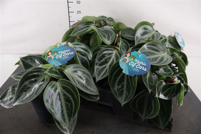 <h4>Peperomia 15 Cm. P. Elf Ears</h4>