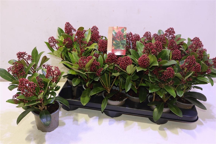 <h4>arr8 Skim J Rubella</h4>