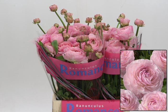 <h4>RAN ROMANCE SEINE</h4>